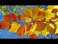 【BGM】晴れた日の午後に聴きたいオルゴール音楽 / 赤ちゃん,睡眠,睡眠用bgm,寝かしつけ,オルゴール,lullaby,baby,ジブリ