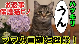 【お喋り保護猫ピノ】真夜中にママと会話❣理解して可愛いお返事⭐#猫 #保護猫 #お喋り猫 #ピノパル兄弟