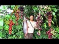 A woman finding grapes fruit for eating - Cooking Catfish for 2 dogs - Survival Skills E15