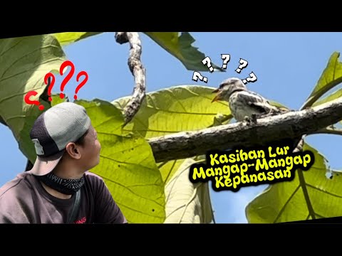 Wah… kalau begini panas ya kepanasan, hujan ya bakal kehujanan 😅