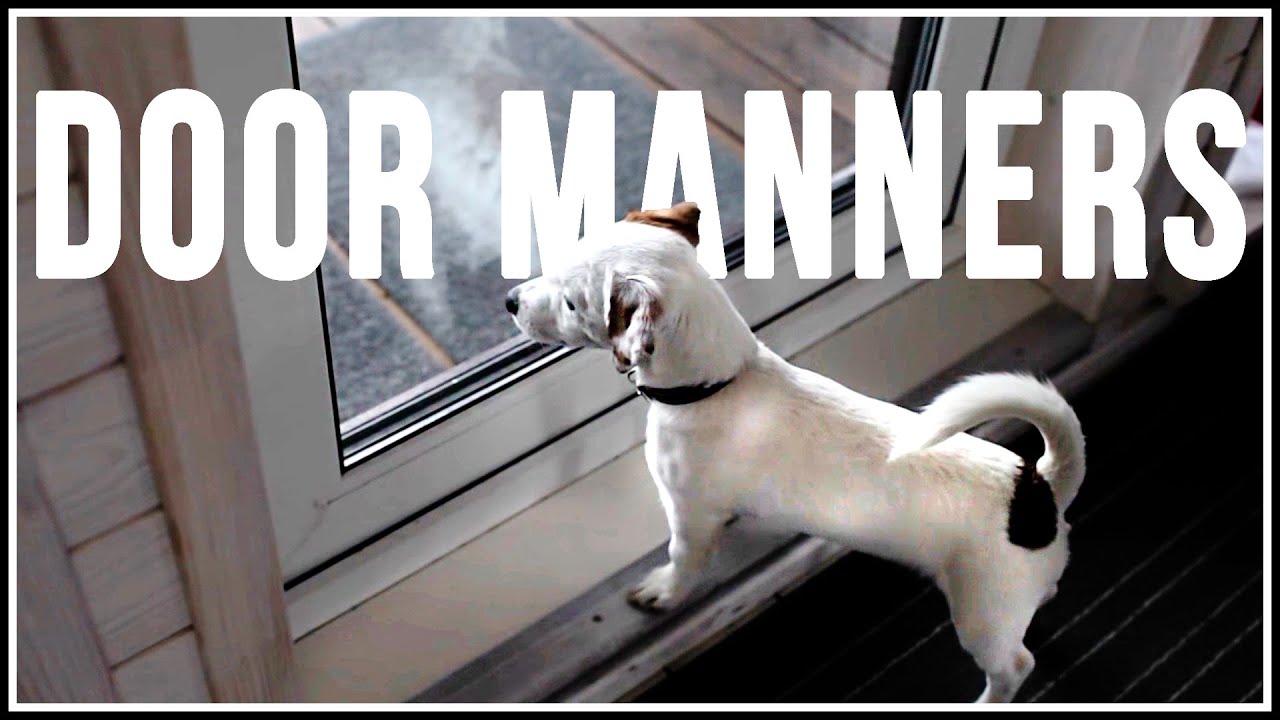 Dog Training Door Manners YouTube