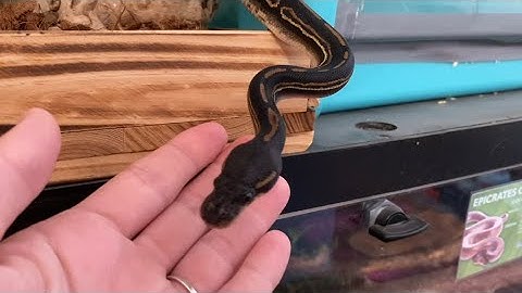 Desensitize Snakes to Head Touching