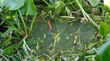 Câu cá sông Tiền mùa nước đổ - Trúng ổ thả mồi là ăn không kịp giật | Câu cá ổ T281