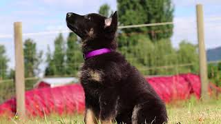 Kraftwerk K9 German Shepherd puppy obedience training at 8 weeks old