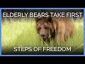 Elderly Bears Take First Steps of Freedom | PETA Animal Rescues