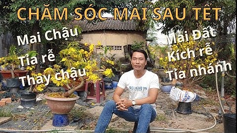 CHĂM SÓC MAI VÀNG SAU TẾT - XẢ TÀN, THAY ĐẤT CHO CÂY MAI PHỤC HỒI NHANH CHÓNG