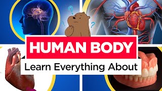 Learn about Human Body | General Knowledge (GK) Video | Basic Educational video | Preschool Learning