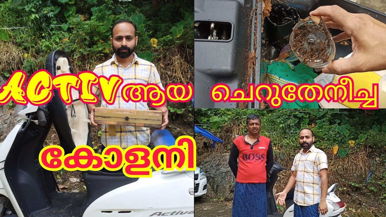 ACTIVA യ്ക്കുള്ളിലെ ചെറുതേനീച്ച കോളനിയെ തടി പെട്ടിയിലാക്കാം/ Stingless bee farming/