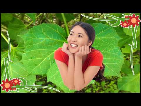 Como Se Toma La Chaya Para Adelgazar ? Imagenes De La Planta Chaya