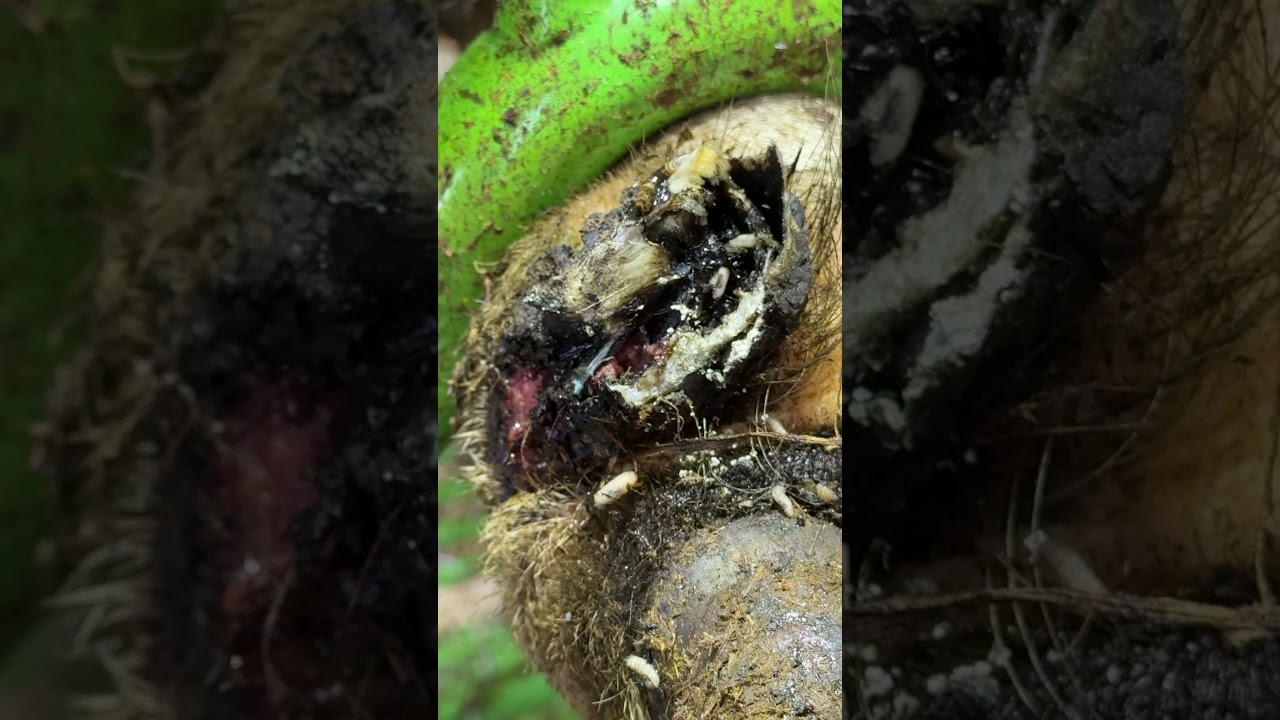 OVER RUN by MAGGOTS!  #gross #satisfying #weird #wow