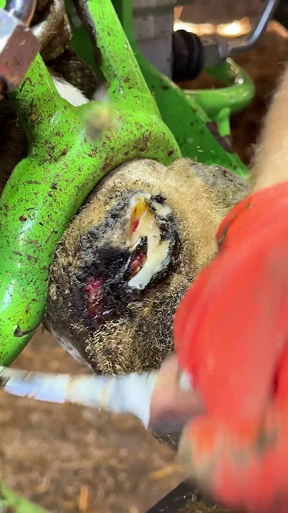 OVER RUN by MAGGOTS!  #gross #satisfying #weird #wow