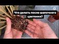 3 ПРИЧИНЫ почему стоит ПЕРЕСАДИТЬ фиалку.