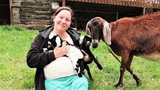 BABY GOAT UPDATE!