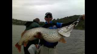 Top 10 Biggest Northern Pike Ever Caught HD