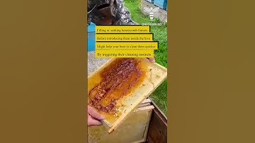 Filling or soaking honeycomb frames before introducing them inside the hive might help your bees to