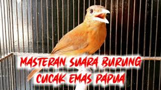 SUARA BURUNG CUCAK EMAS PAPUA - AUDIO MASTERAN