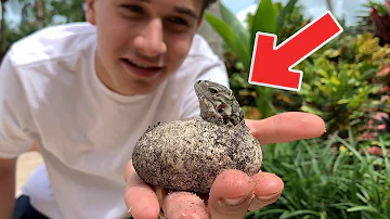 Are little lizards harmful?