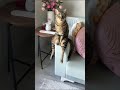 Cats most normal behavior 🤔 | Funny cats, dogs and animals ep14 #cat #funnycats #catvideos
