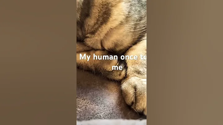 My human once told me DUO @Catlog67  #shorts #viral #cute #cat #cutecat