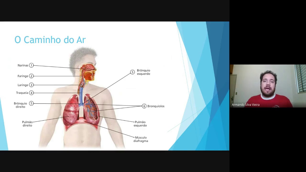 Dentre As Doenças Fúngicas Abaixo Qual Atinge O Sistema Respiratório