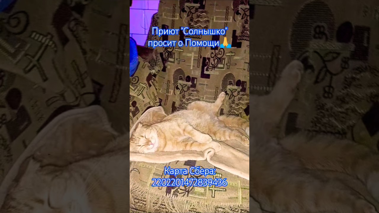 Неделя Стольника в приюте " Солнышко🌞