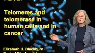 Elizabeth Blackburn (UCSF) Part 2: Telomeres and Telomerase in Human Stem Cells and in Cancer