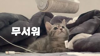 [VLOG] 고양이가 물때 교육 방법‼| 돌돌이가 무서운 고양이 브이로그 | 고양이 애교 | 츄르 먹방 | 냥스타그램 개설 | 육묘일기 Ep.10