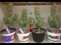 Templegrowers 6 plant cannabis microgrow  the beginning