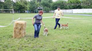Бигли! Выставка собак 2хСАС в Черноморске (май 2016) Бигли! Выставка собак 2хСАС в Черноморске (май 2016)
