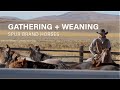 Spur Brand Horse Program // Gathering + Weaning &amp; AQHA Registering