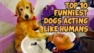 TOP 10 FUNNIEST DOGS WHO ACT LIKE HUMANS by TubeSpaghetti 69,128 views 8 years ago 3 minutes, 28 seconds