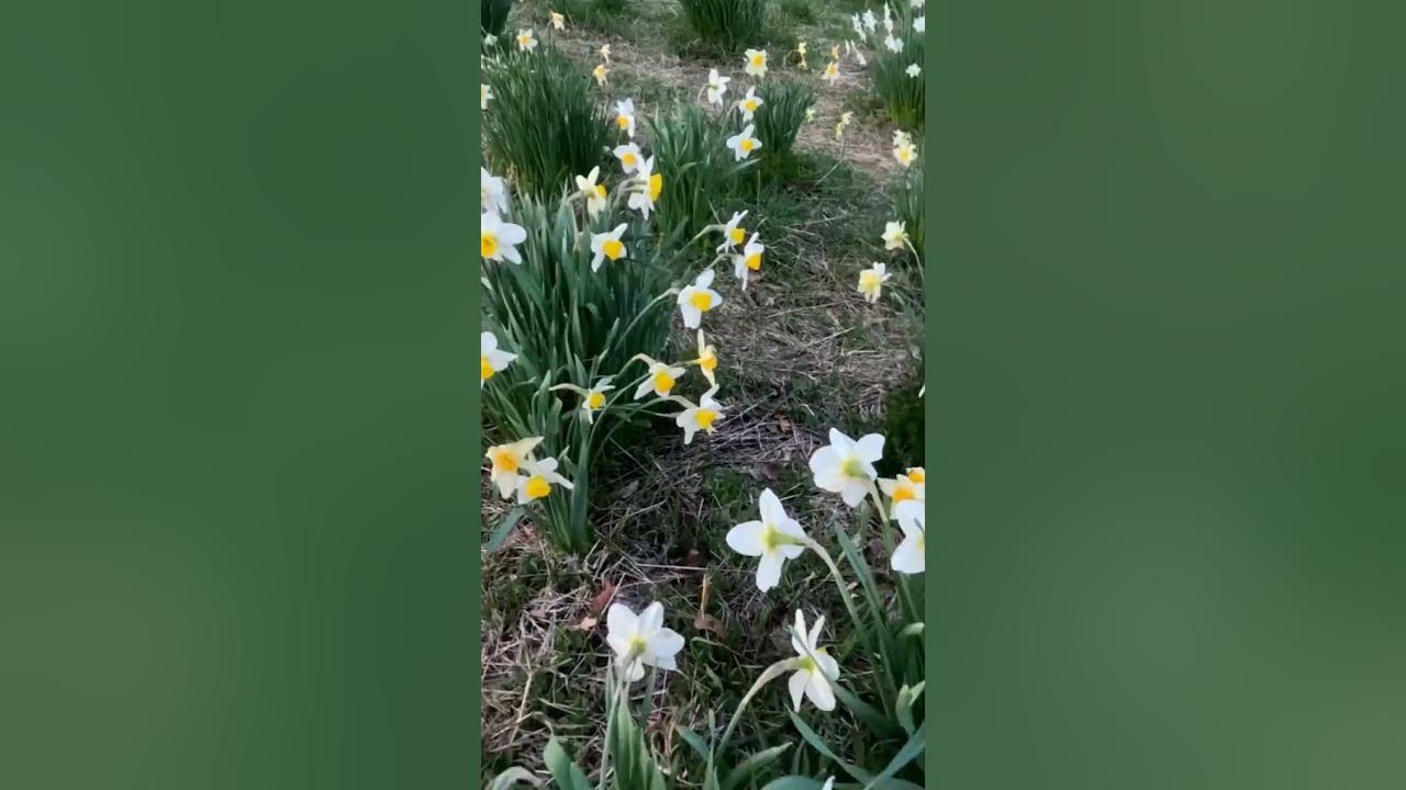 Laurel Ridge daffodils, Litchfield, Connecticut April 20, 2023 YouTube