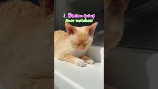 Cara Mengatasi Bulu Kucing yang Rontok #short #videoshort #kucing #kucinglovers #kucinglucu #cat