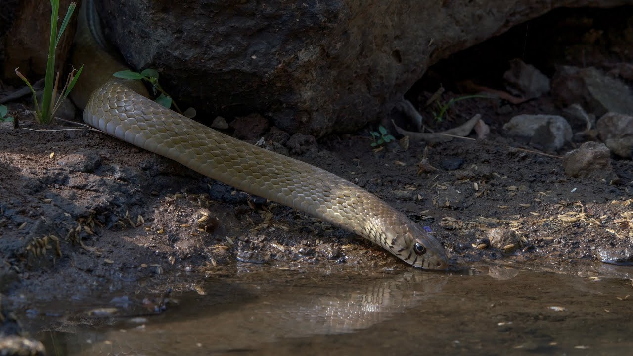 Birds sound alarm on the sight of a Rat snake