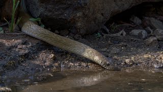 Birds Sound Alarm On The Sight Of A Rat Snake