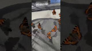 Tortoise Shell butterflies! #butterflies #insects #viralshorts #feed #feedshorts #cute #moths