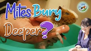 Guinea pig mange - do mites bury deeper and why you CAN bath them - Cavy Central Guinea pig rescue