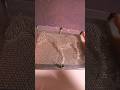 Pinart. 5 Hidden Toys.My favorite toys. #shorts
