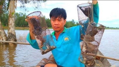 Đặt Lợp Ếch Mùa Nước Nổi Chuyển Vùng//Út Miền Tây