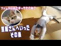 フェンスにはさまってた子猫、里親さん宅へ行ったその後！