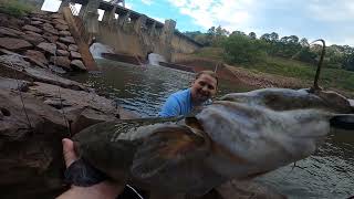 TWO NEW SPECIES Below Nimrod Dam