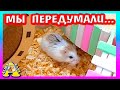 ЧТО БУДЕТ С ХомЯкамИ РОБОРОВСКОГО? / ЗООПОКУПКИ / Переезд Хомки / Alisa Easy Pets