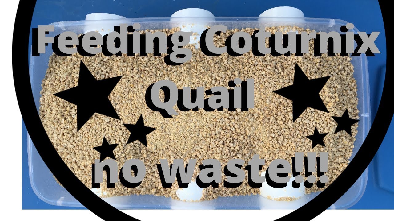 Quail feeder no more waste YouTube