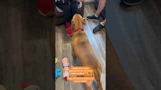 Shelter Dogs Gifted with Chicken &amp; Woofles Ice Cream Sandwiches!! They loved it. #dog #icecream