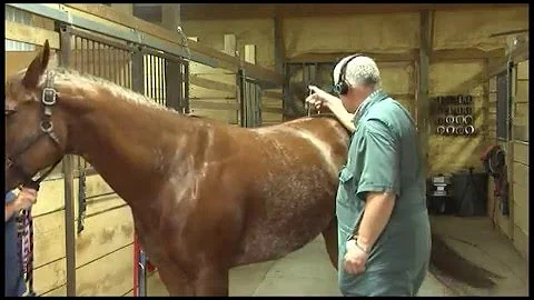 Dr  Anders Equine Acupuncture Webinar