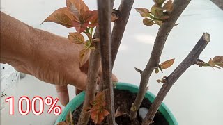 bougainvillea.stem cuttings propagation.100% effective.