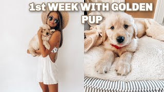 GETTING A GOLDEN RETREIVER PUPPY || vlog