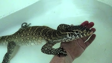 The friendly neighborhood Nile monitor, Buddy