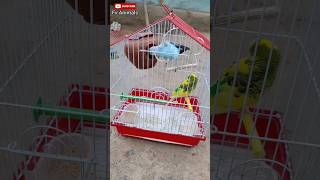 Budgies ko Nesting De Diya Mini Vlog  | #18 | #shorts #minivlog #pets screenshot 5