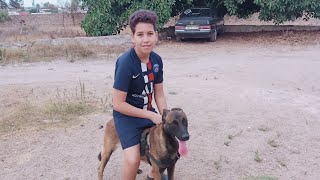 Trained dogs Maniloa